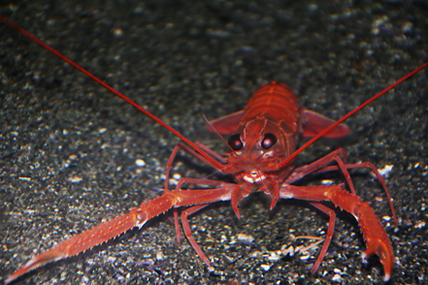 Metanephrops japonicus, Foto: flamboyantlyfishyfotos.com