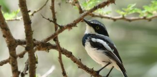 Muscarii africani, păsări insectivore unice din familia Platysteiridae Muscari africani, păsări din familia Platysteiridae