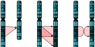 Mutaţiile cromozomiale