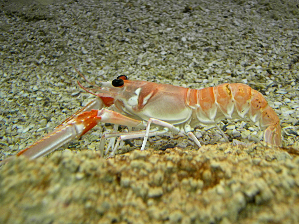 Nephrops norvegicus