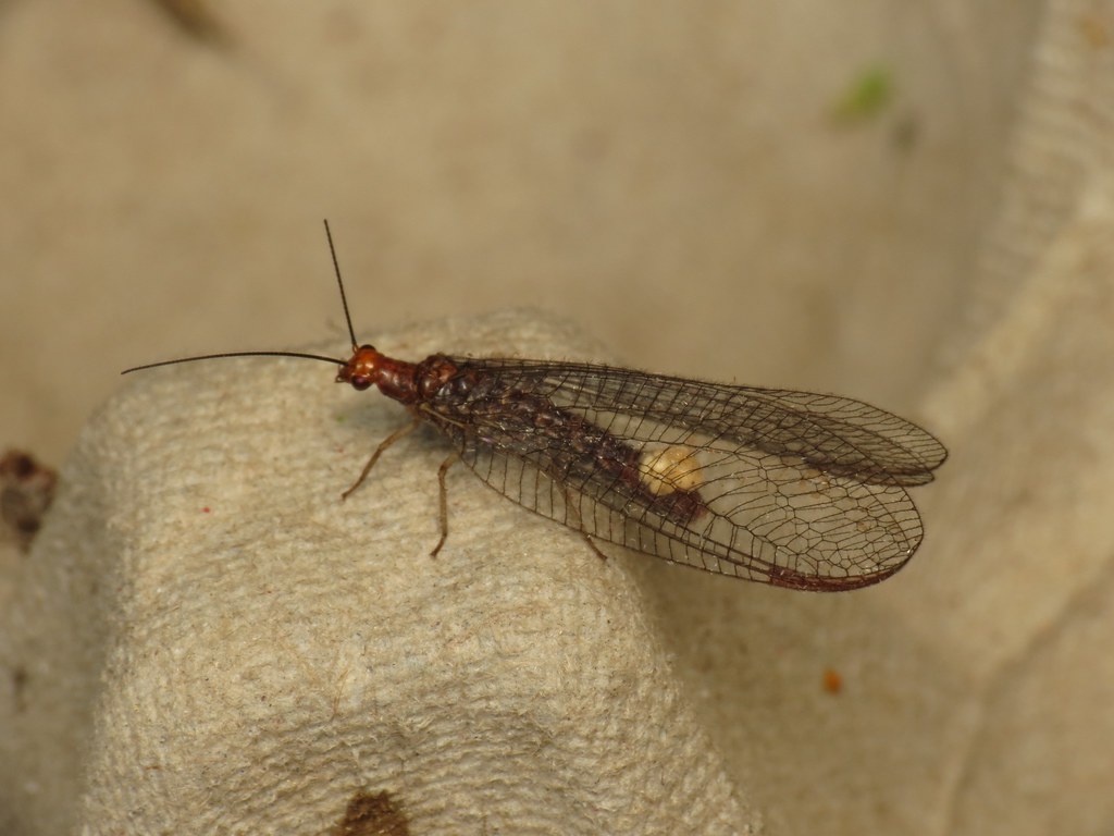 Nothochrysa Capitata