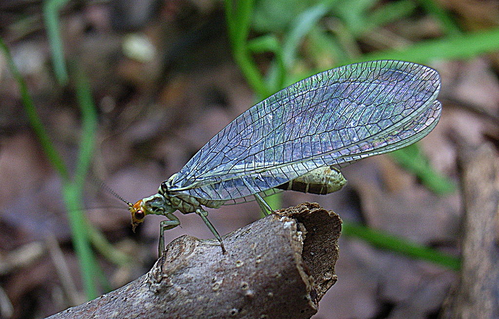 Nothochrysa fulviceps