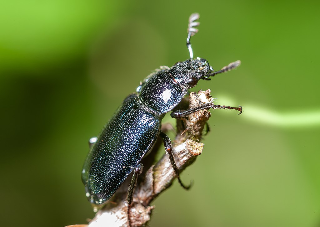 Platycerus Caraboides