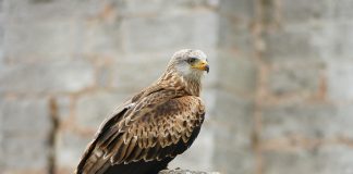 Păsări de pradă din genul Milvus – caracteristici și distribuție Păsări de pradă - găile sau șorlițele din genul Milvus