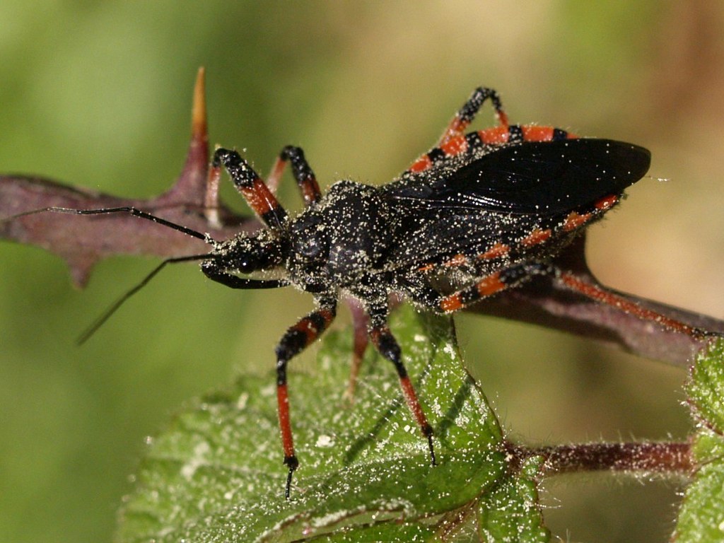 Rhynocoris annulatus