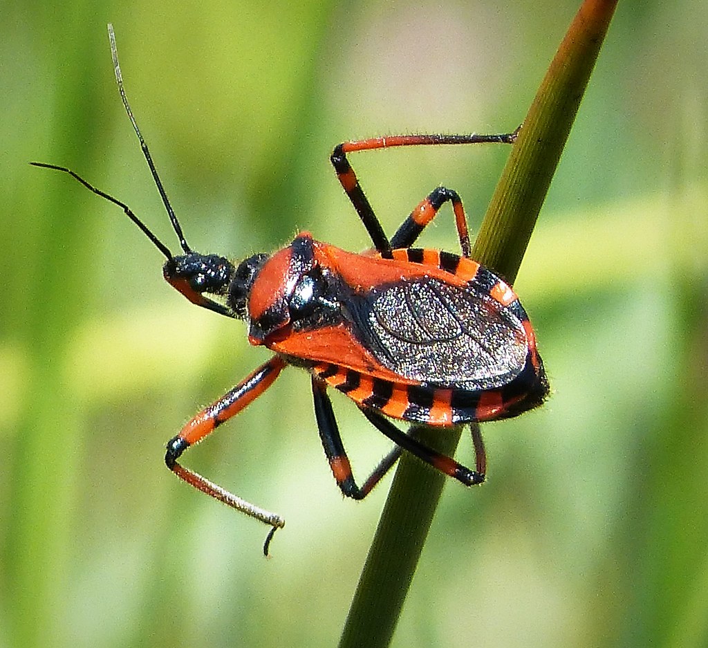 Rhynocoris iracundus