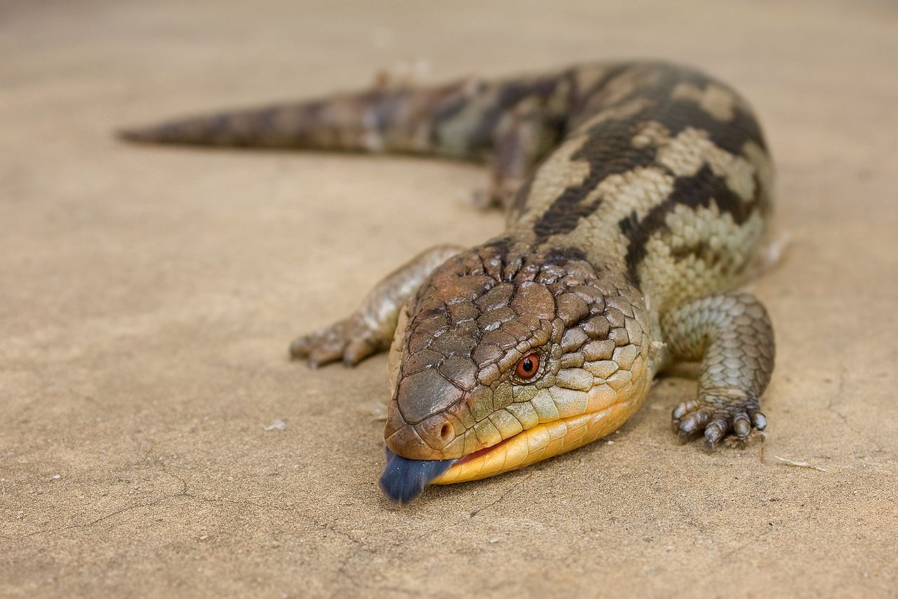 Specii de șopârle-netede uriașe din genul Tiliqua