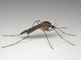 Specii de țânțari din familia Culicidae care pot transmite malaria