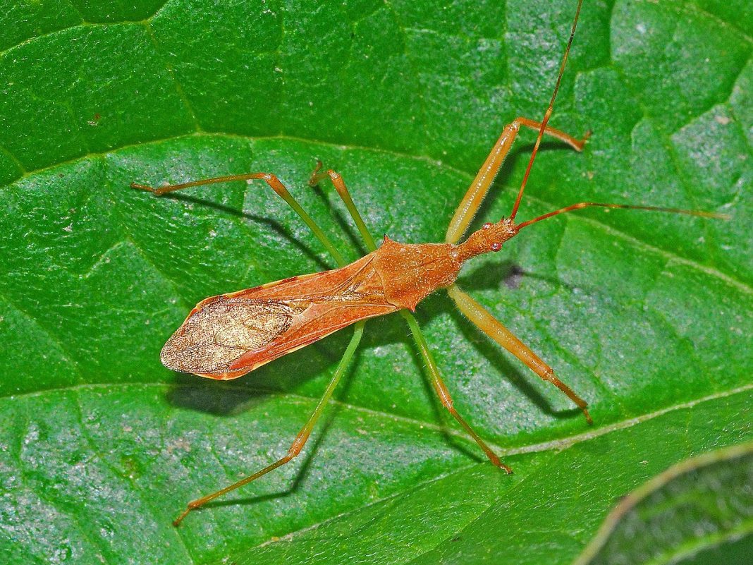 Specii de găndaci ucigași din familia Reduviidae Specii de găndaci ucigași din familia Reduviidae