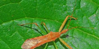 Specii de gândaci ucigași și impactul lor asupra ecosistemului Specii de găndaci ucigași din familia Reduviidae