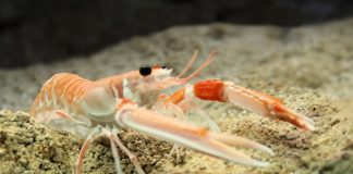 Specii de homari din familia Nephropidae și trăsăturile lor distinctive Specii de homari din familia Nephropidae