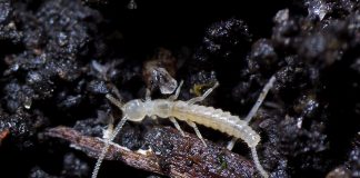 Specii fascinante de japigizi – insectele păroase din familia Japygidae Specii de insecte din familia Japygidae, ordinul Diplura