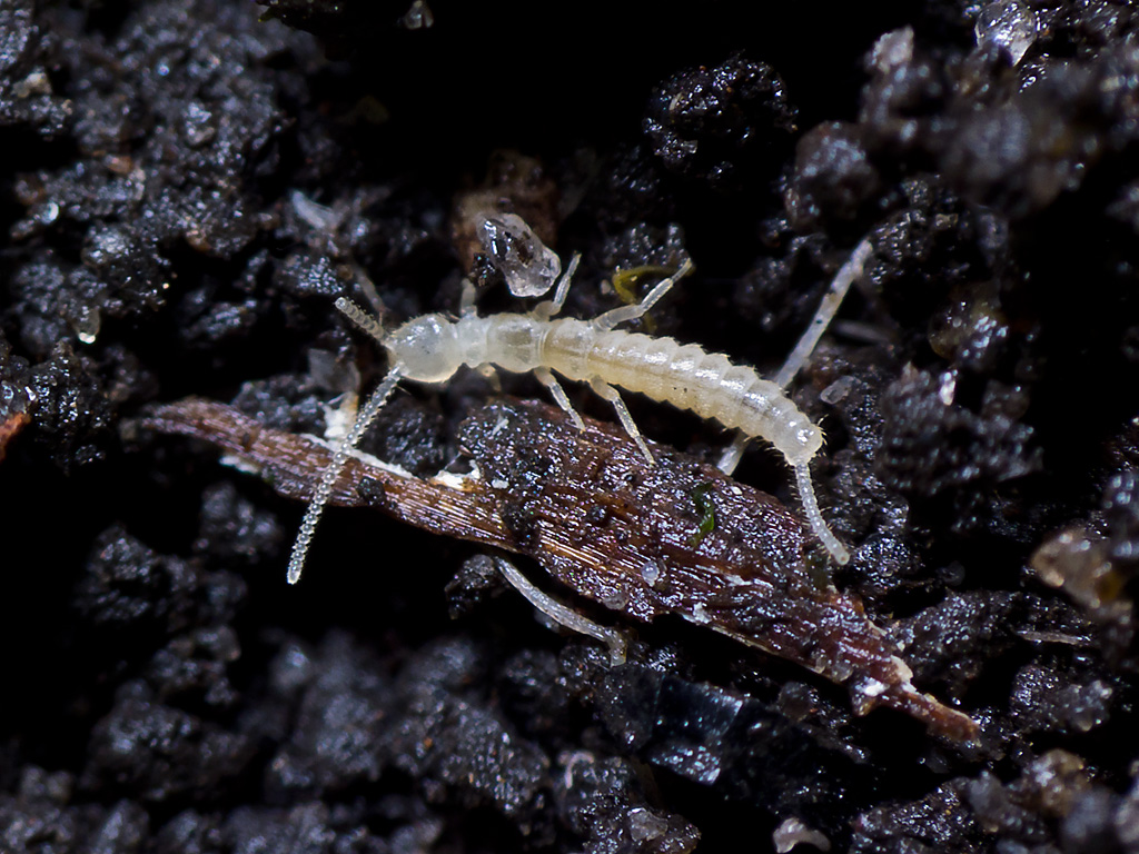 Specii de insecte din familia Japygidae, ordinul Diplura