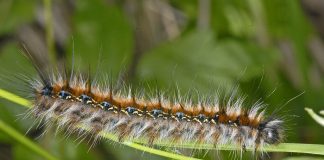 Specii de insecte din familia Lasciocampidae și caracteristicile lor Specii de insecte din familia Lasciocampidae