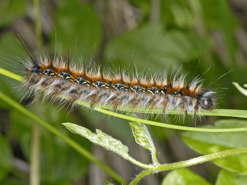 Specii de insecte din familia Lasciocampidae