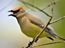 Specii de mătăsari, păsări din familia Bombycillidae