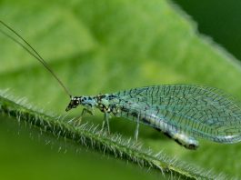 Specii de muște de voal din familia Chrysopidae