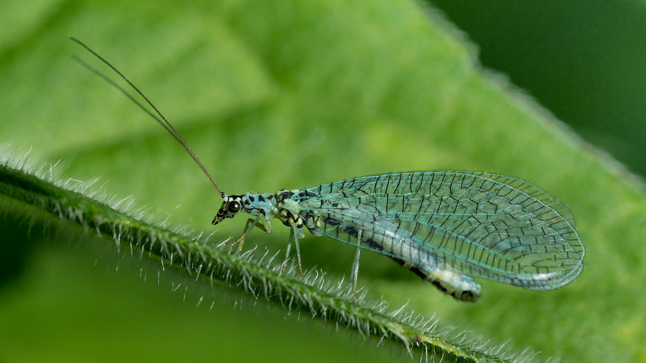 Specii de muște de voal din familia Chrysopidae