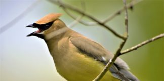 Specii de mătăsari din familia Bombycillidae și caracteristicile lor distinctive Specii de mătăsari, păsări din familia Bombycillidae