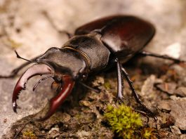 Specii de rădașce, artropode din familia Lucanidae