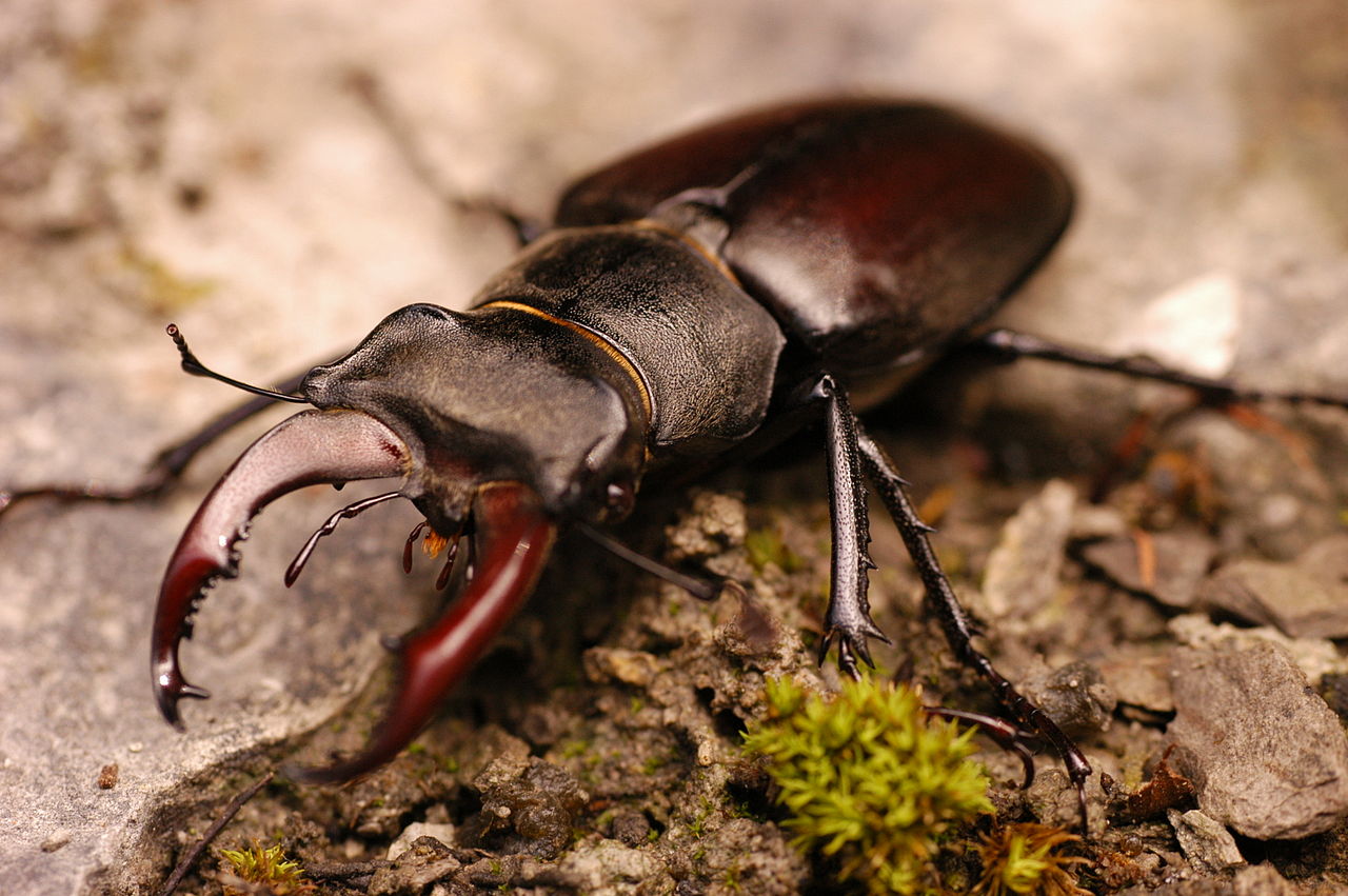 Specii de rădașce, artropode din familia Lucanidae