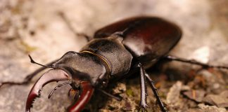 Specii de rădașce din familia Lucanidae și caracteristicile lor distinctive Specii de rădașce, artropode din familia Lucanidae