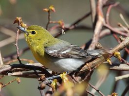 Specii de sfrâncioci din familia Vireonidae