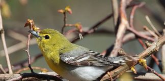 Specii fascinante de sfrâncioci americani din familia Vireonidae Specii de sfrâncioci din familia Vireonidae