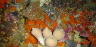 Spongierii calcaroși – specii fascinante care trăiesc în ape puțin adânci Specii de spongieri calcaroși din clasa Calcarea