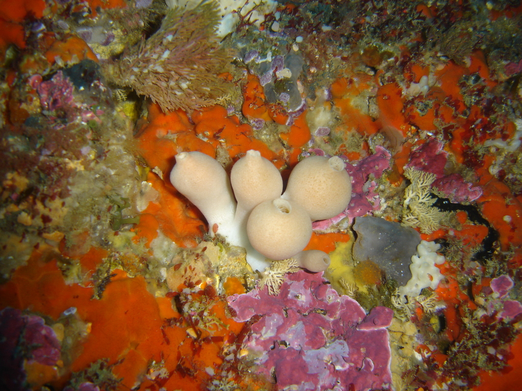 Specii de spongieri calcaroși din clasa Calcarea Specii de spongieri calcaroși din clasa Calcarea