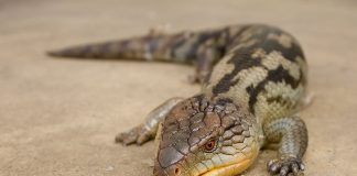 Specii de șopârle-netede uriașe din genul Tiliqua și trăsăturile lor distinctive Specii de șopârle-netede uriașe din genul Tiliqua