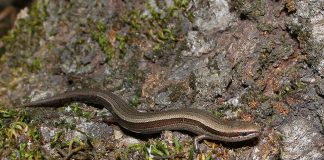 Specii de șopârle ochi-de-șarpe din genul Ablepharus și adaptările lor unice Specii de șopârle ochi-de-șarpe din genul Ablepharus