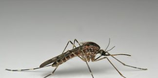 Specii de țânțari din familia Culicidae care pot transmite malaria Specii de țânțari din familia Culicidae care pot transmite malaria