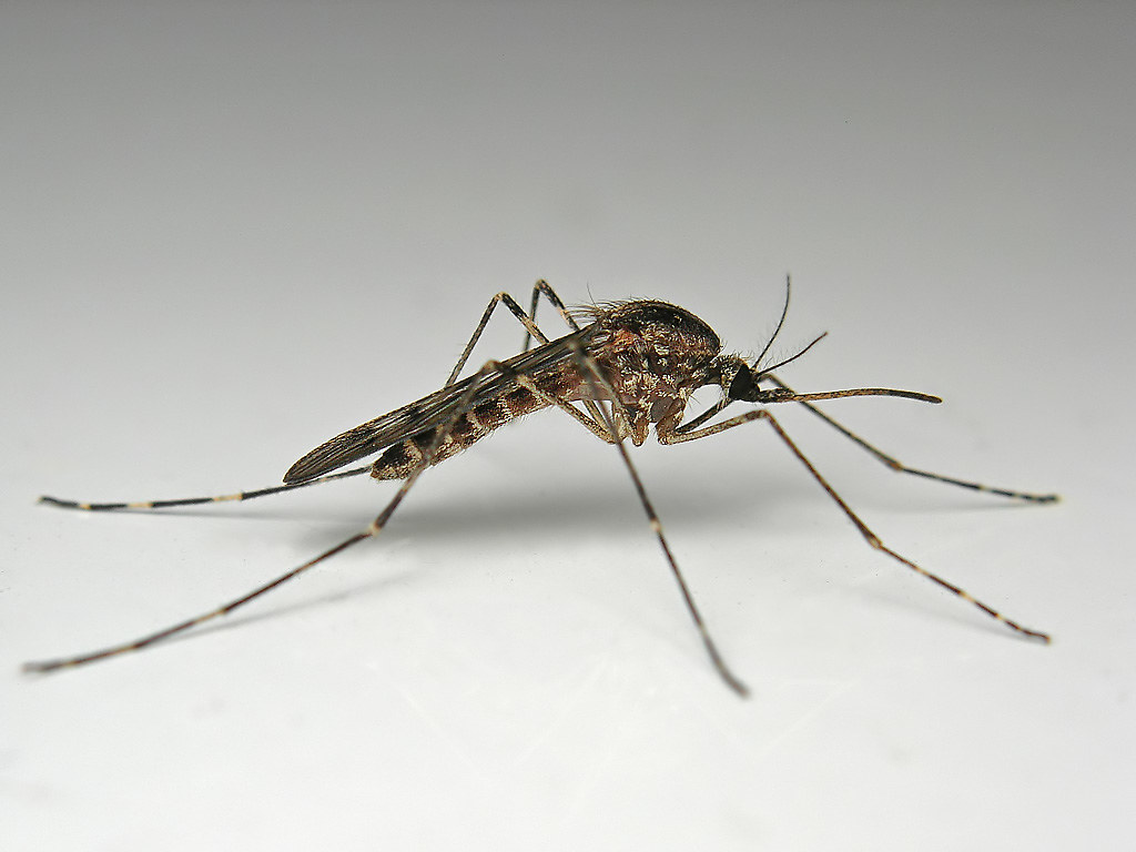 Specii de țânțari din familia Culicidae care pot transmite malaria