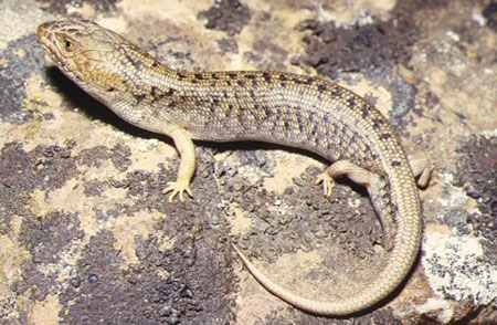 Specia Tiliqua adelaidensis, Fotografie de Glenn Shea, Foto: bluetongueskinks.net