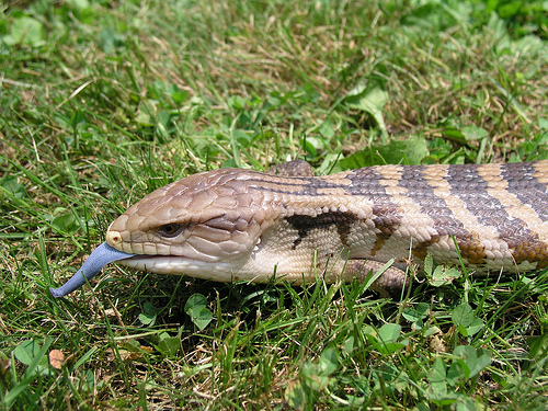 Șopârla-netedă uriașă Tiliqua gigas, Foto: madcap.gportal.hu