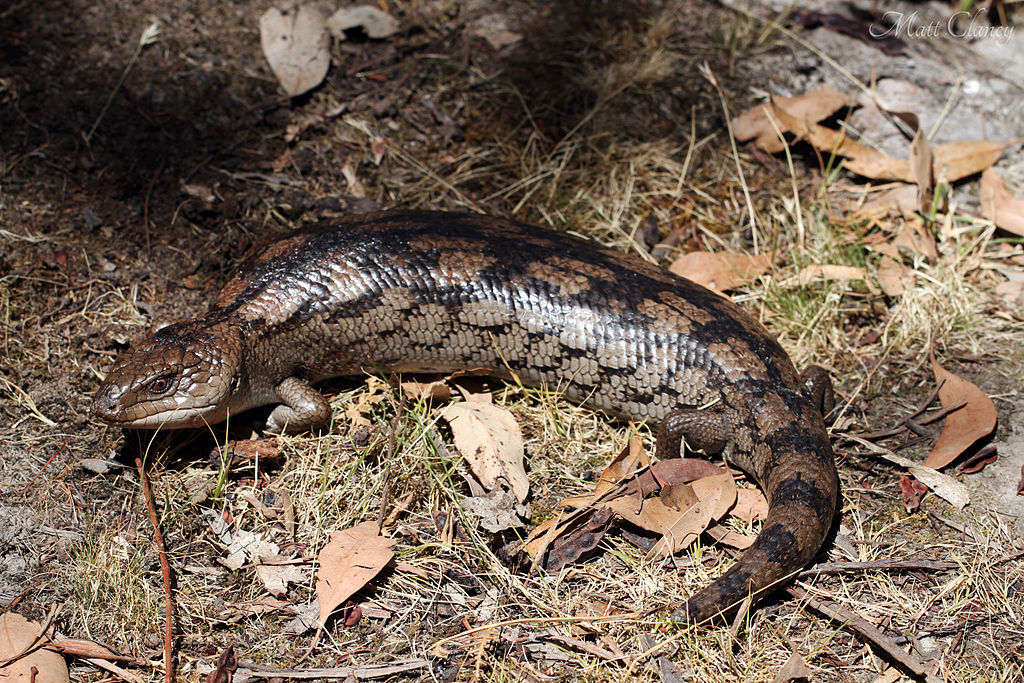 Tiliqua nigrolutea