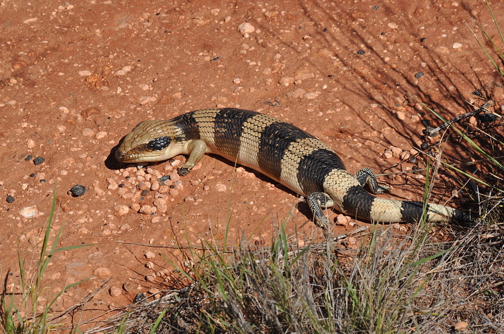 Tiliqua occipitalis