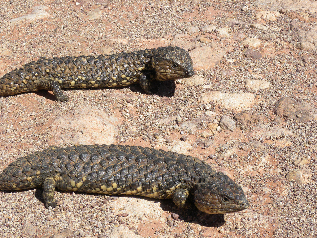 Tiliqua rugosa