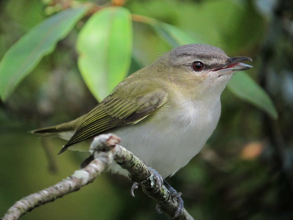 Vireo Olivaceus