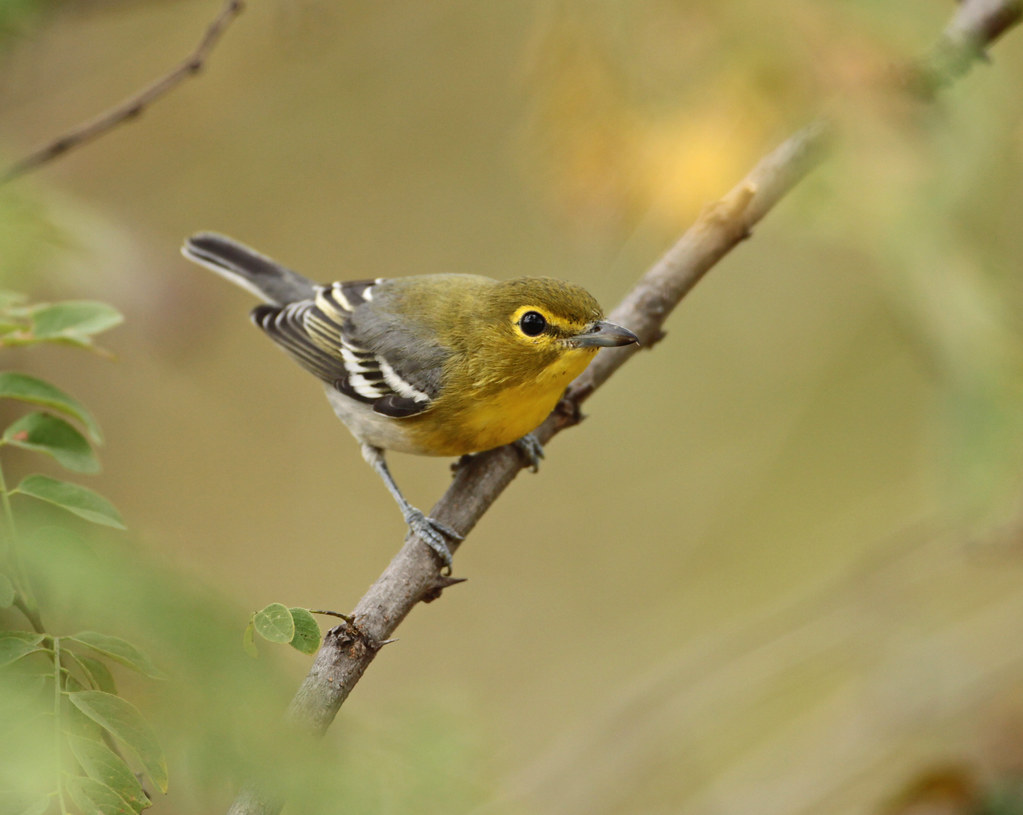 Vireo flavifrons