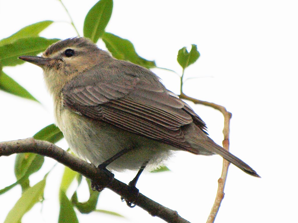 Vireo gilvus