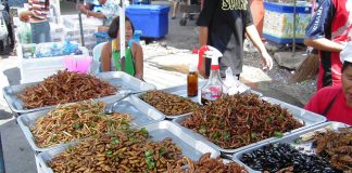 ce animale sunt consumate ȋn unele regiuni ale lumii