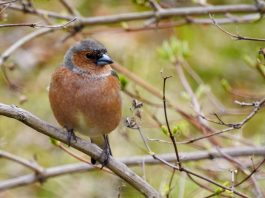 Căldărași sau mugurari - Specii de păsări din familia Fringillidae