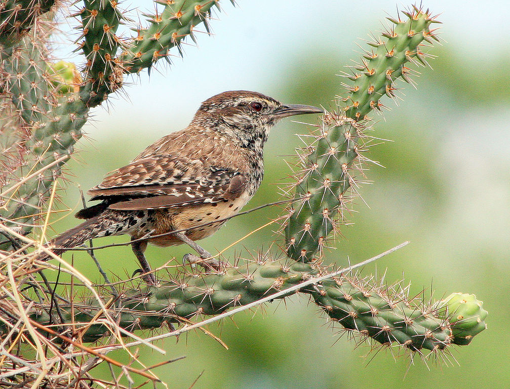 Campylorhynchus brunneicapillus