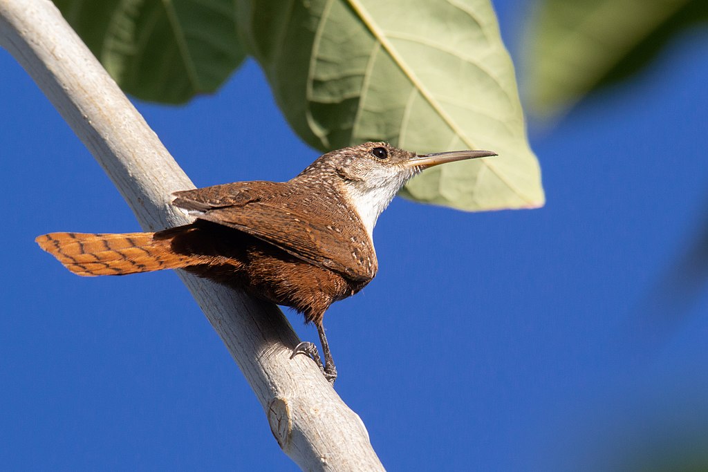 Catherpes mexicanus