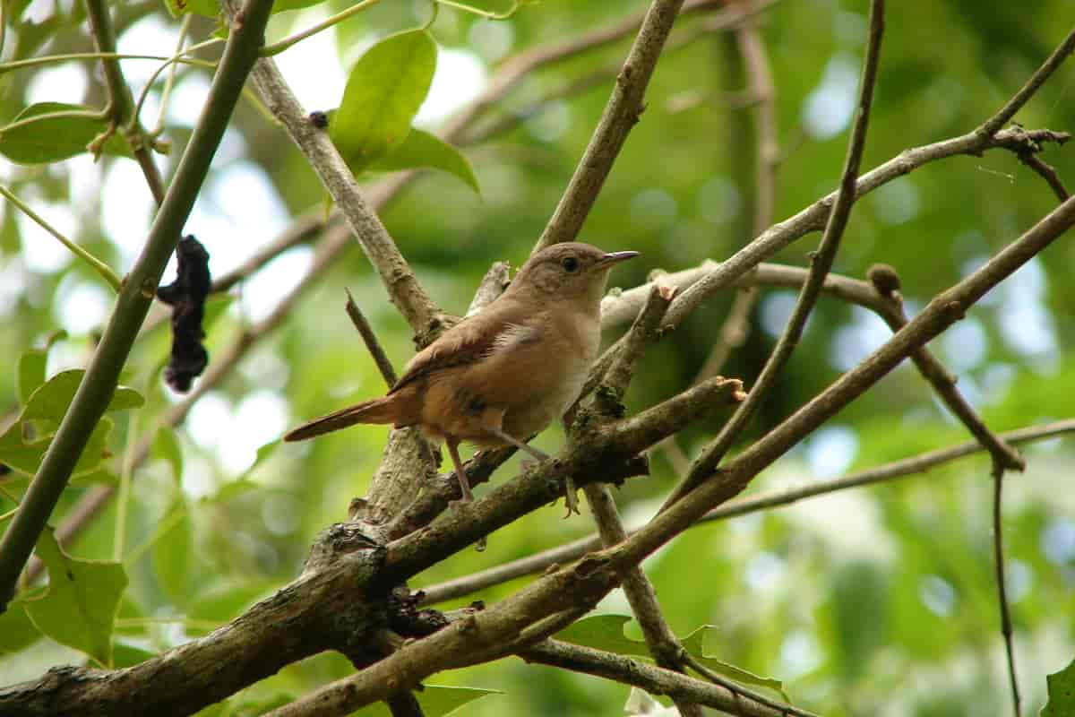 Cinnycerthia olivascens