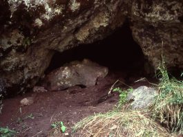 Hibernarea la animale