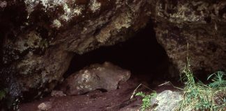 Hibernarea la animale