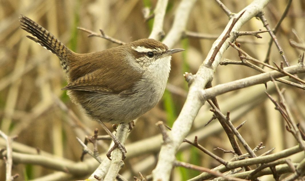 Pănțăruși, specii de păsări din familia Troglodytidae Pănțăruși, specii de păsări din familia Troglodytidae